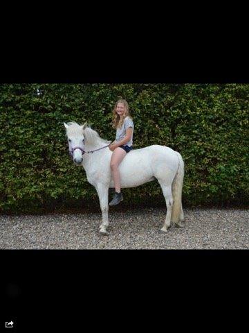 Anden særlig race William/Willy billede 13