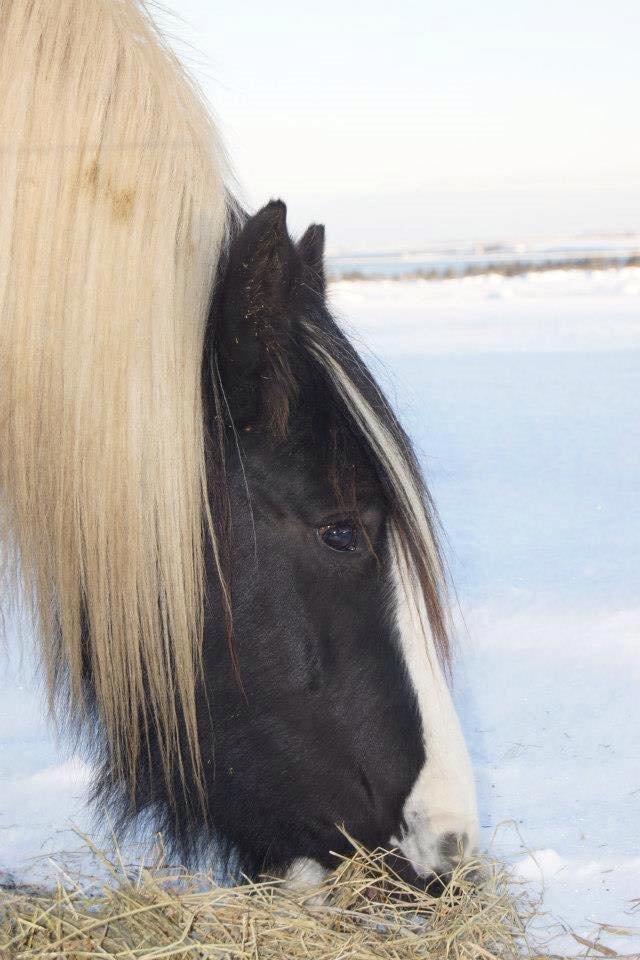 Irish Cob Blue Bell billede 19