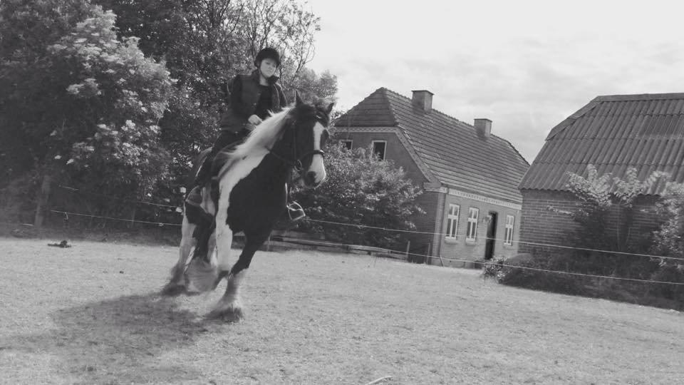 Irish Cob Blue Bell billede 20