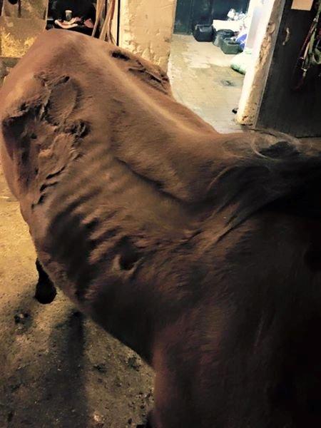 Fuldblod (XX) Hans  tidligere hest billede 1