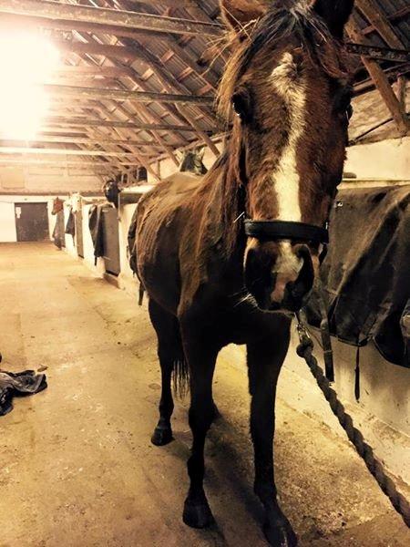 Fuldblod (XX) Hans  tidligere hest billede 2