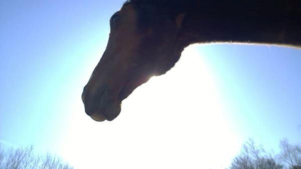 Fuldblod (XX) Hans  tidligere hest billede 3