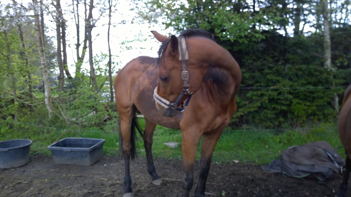 Fuldblod (XX) Hans  tidligere hest billede 4