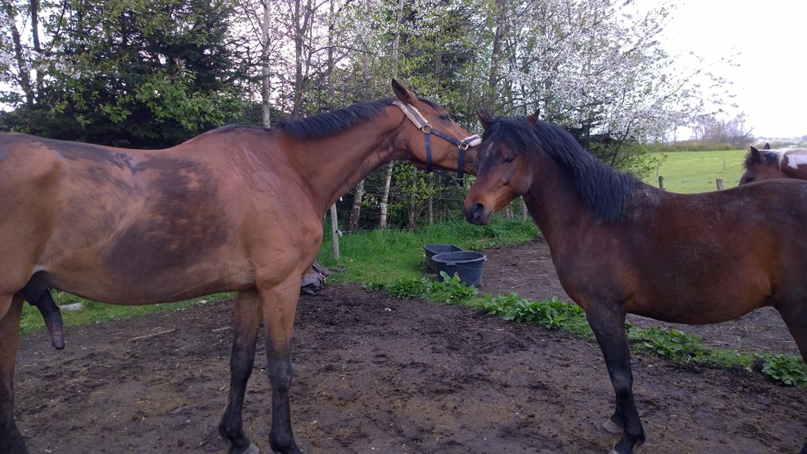 Fuldblod (XX) Hans  tidligere hest billede 5