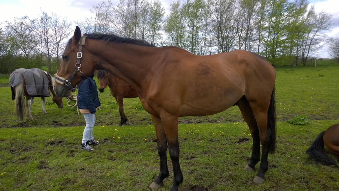 Fuldblod (XX) Hans  tidligere hest billede 6