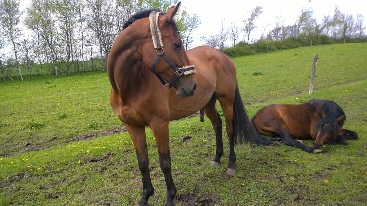 Fuldblod (XX) Hans  tidligere hest billede 7