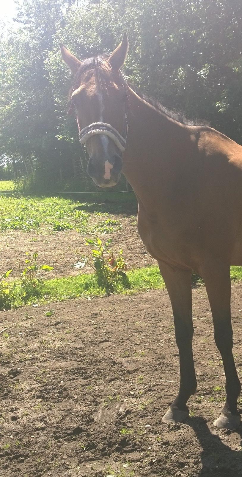 Fuldblod (XX) Hans  tidligere hest billede 8