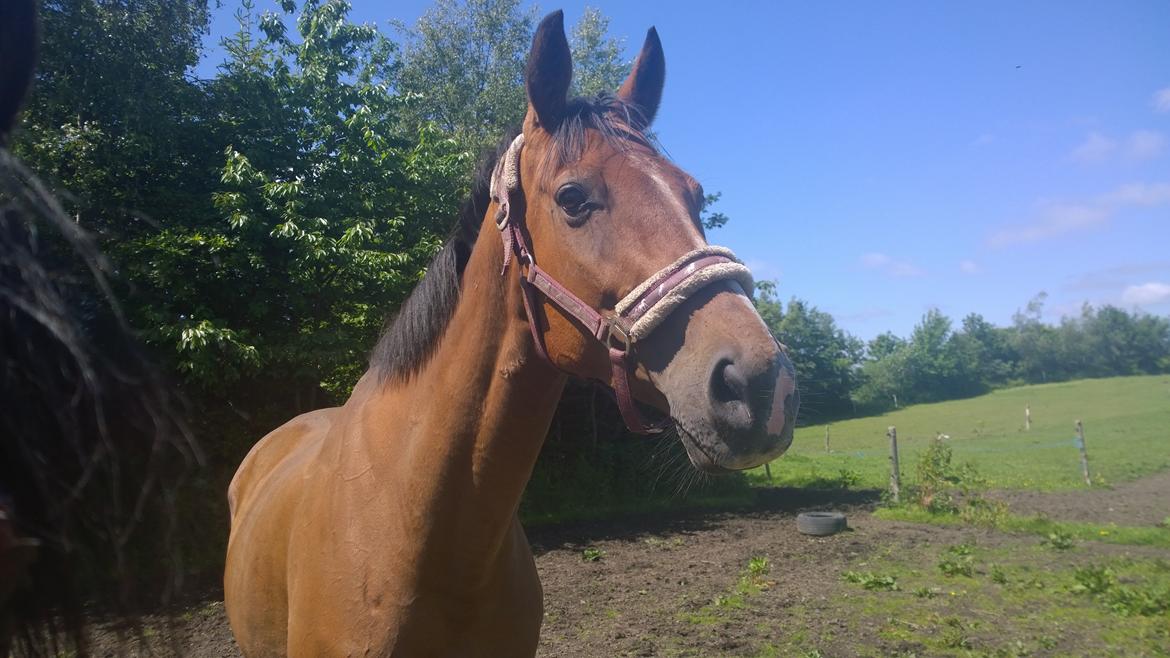 Fuldblod (XX) Hans  tidligere hest billede 9