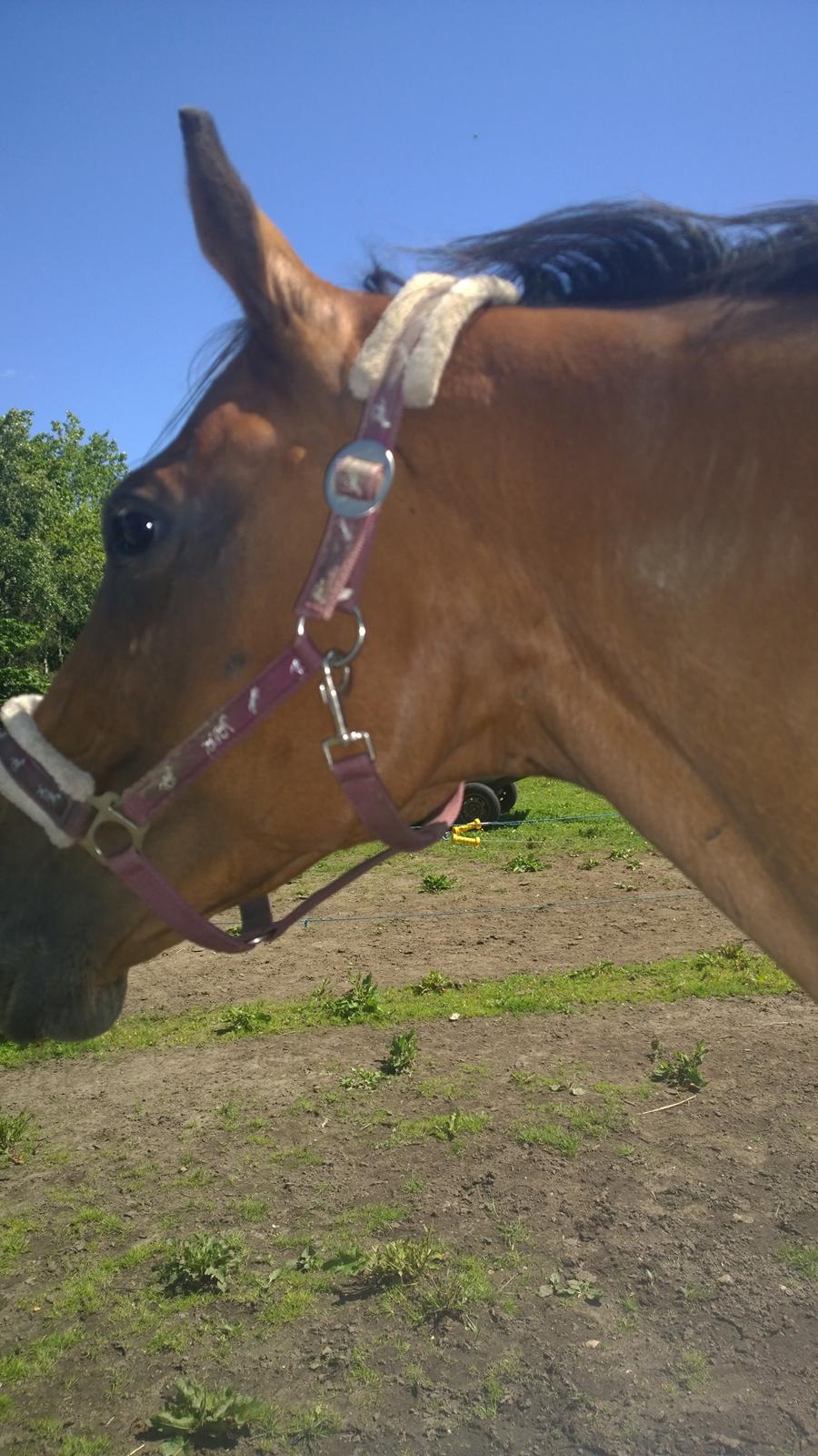 Fuldblod (XX) Hans  tidligere hest billede 10