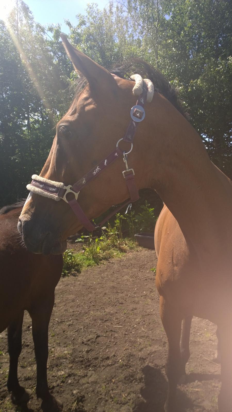 Fuldblod (XX) Hans  tidligere hest billede 12