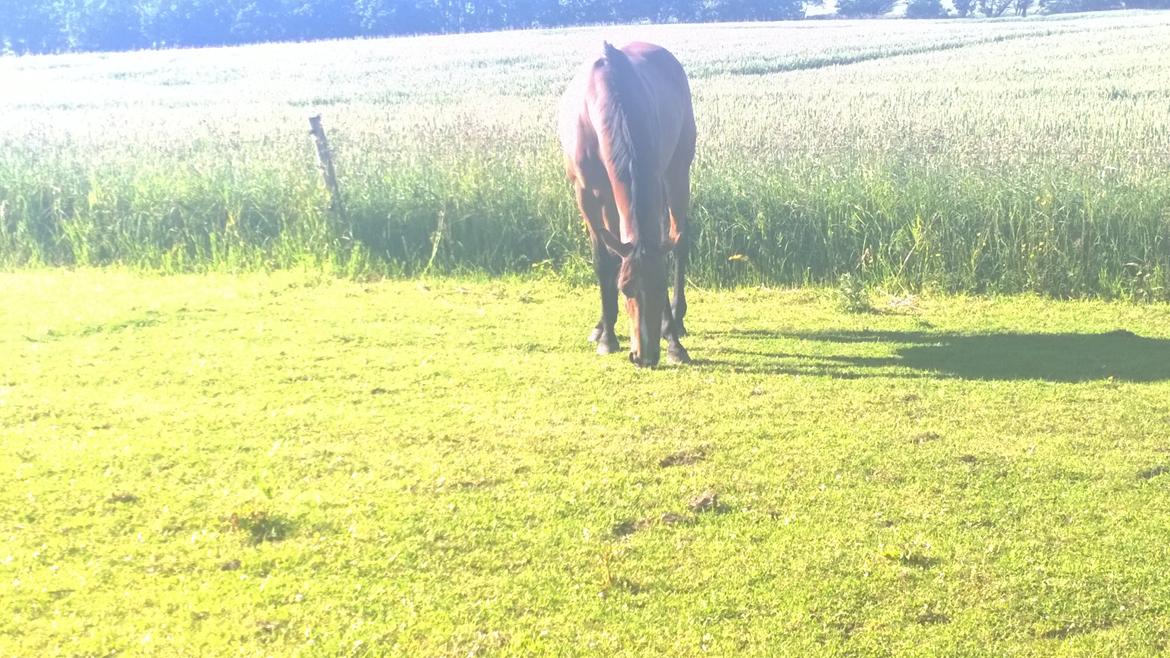 Fuldblod (XX) Hans  tidligere hest billede 13