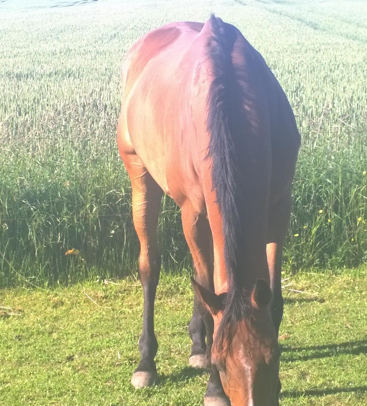 Fuldblod (XX) Hans  tidligere hest billede 16