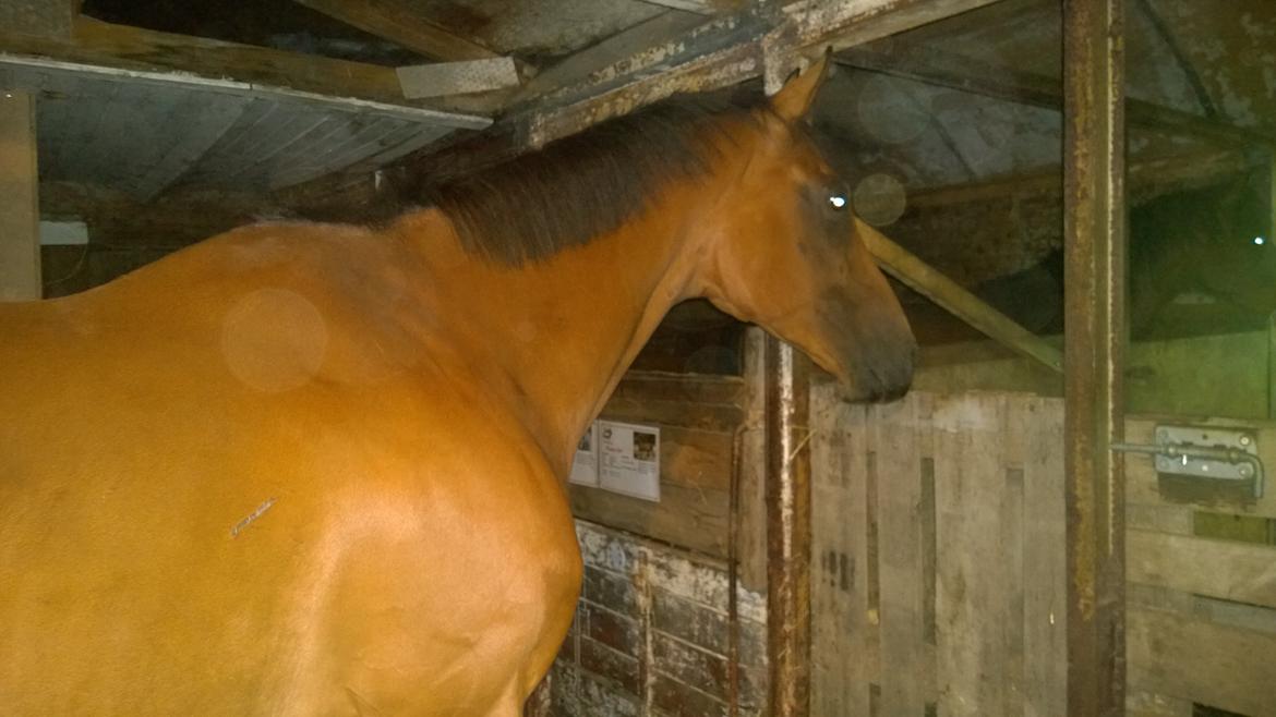 Fuldblod (XX) Hans  tidligere hest billede 11