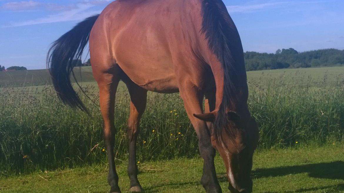 Fuldblod (XX) Hans  tidligere hest billede 14