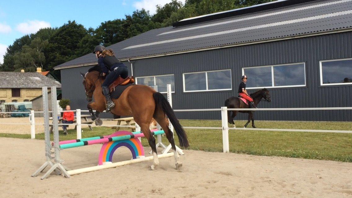 Dansk Varmblod Michigan - banetræning på Thinggaards ridelejr 2015 billede 12