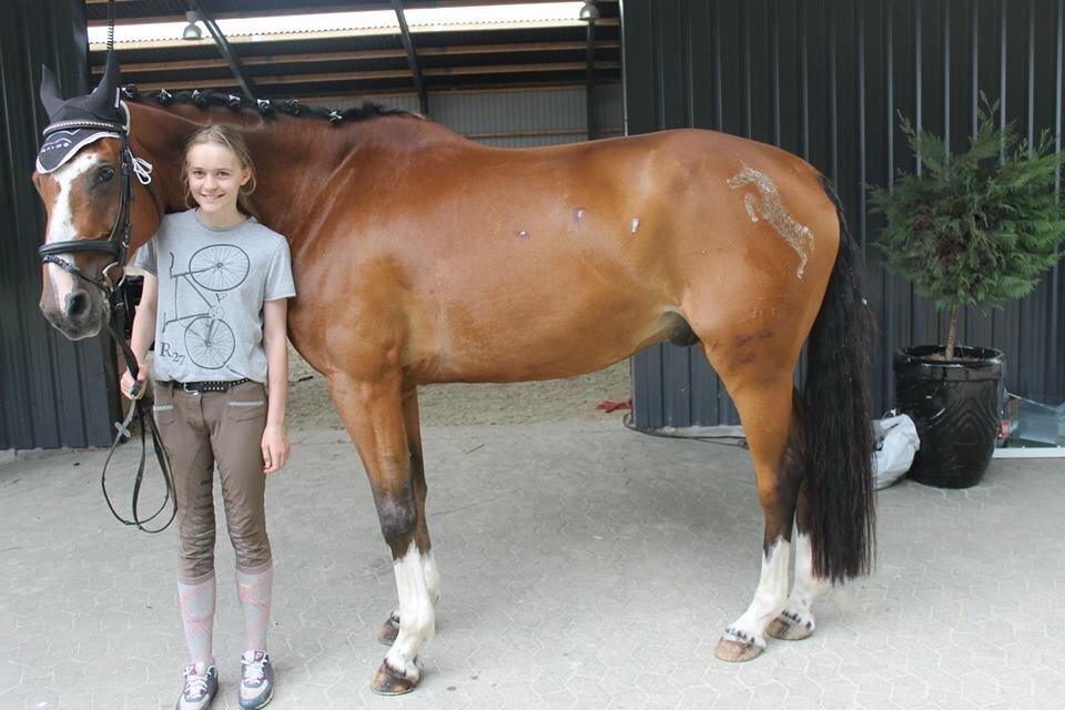 Dansk Varmblod Michigan billede 15