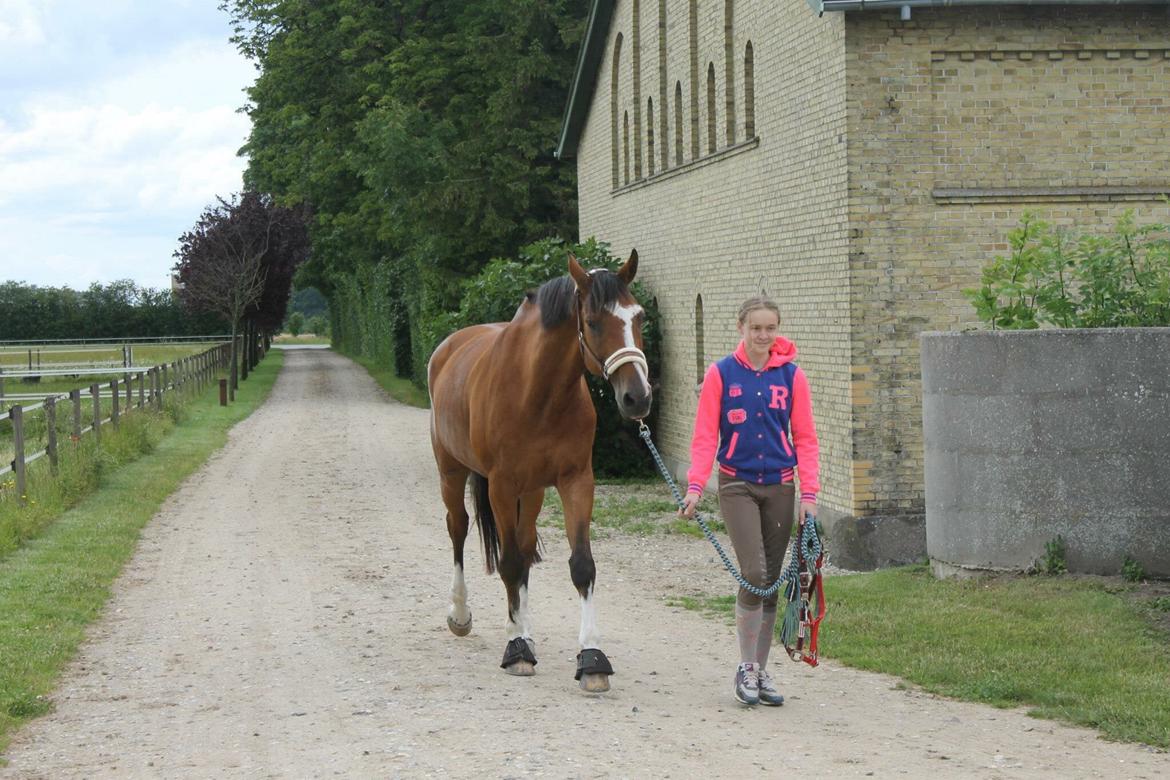 Dansk Varmblod Michigan - taget af Natasha Rasmussen billede 13