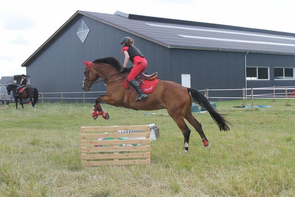 Dansk Varmblod Michigan - Første terræntræning på Michi billede 16