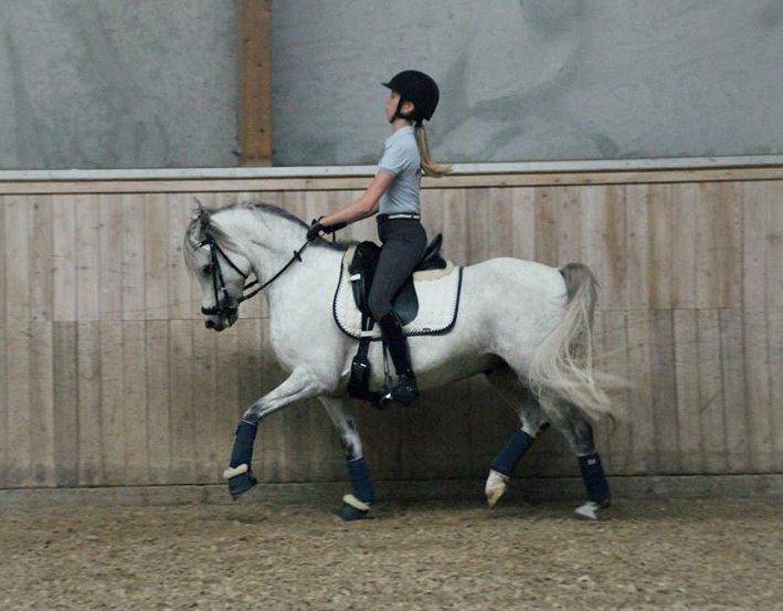 Anden særlig race CHEVAL B-pony - Ung i DV ridelejr på Vilhelmsborg sommer 2015, undervisning ved Annemette Holm Petersen.  billede 1