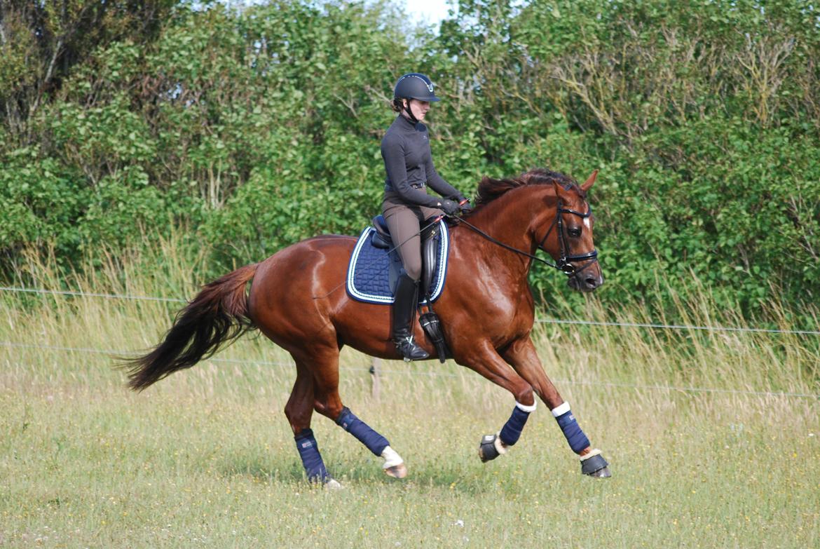 Hannoveraner Quite Divine Roest - Bebs med sin passer Alberte billede 36