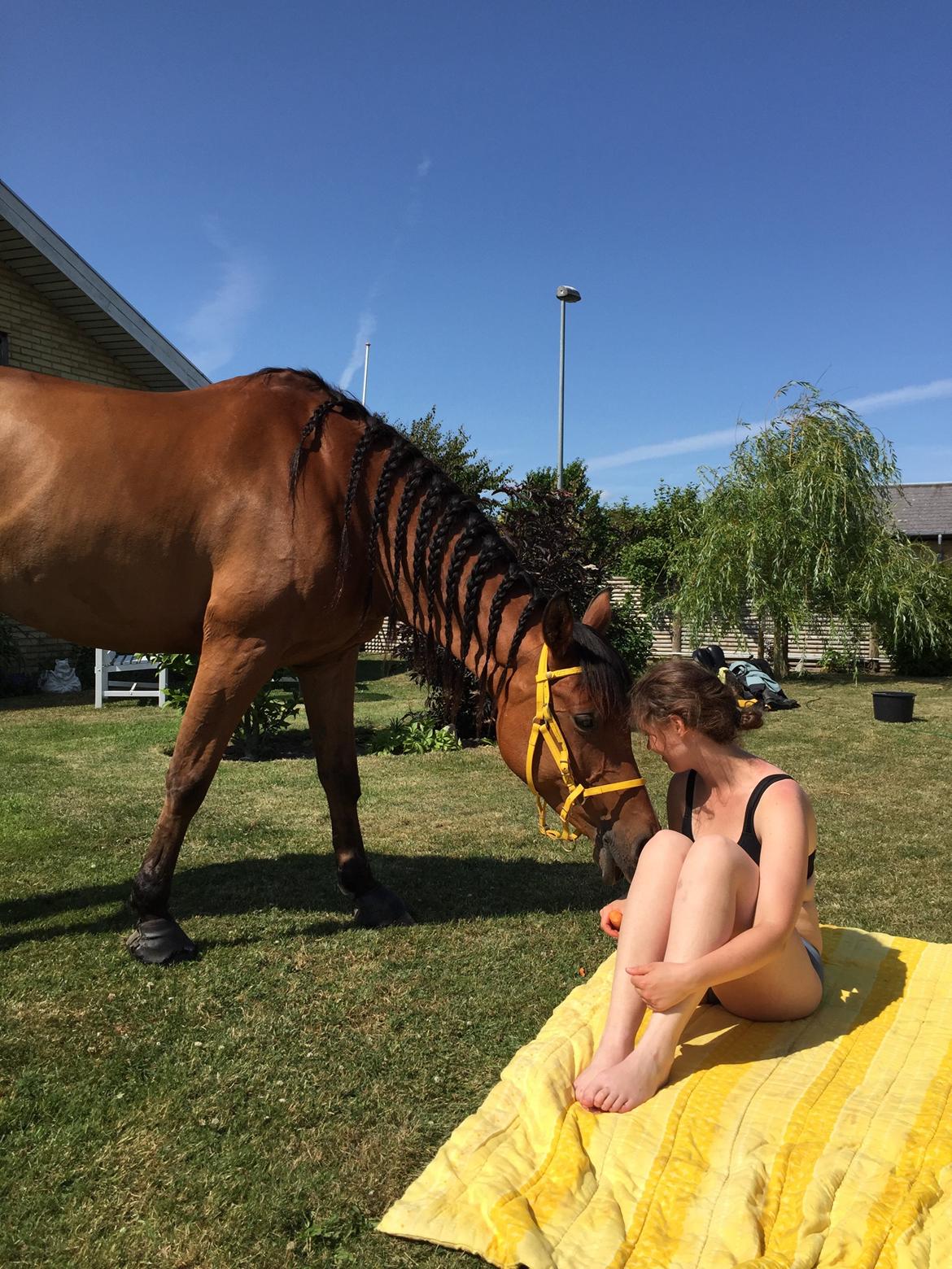 Arabisk fuldblod (OX) cherelda billede 20