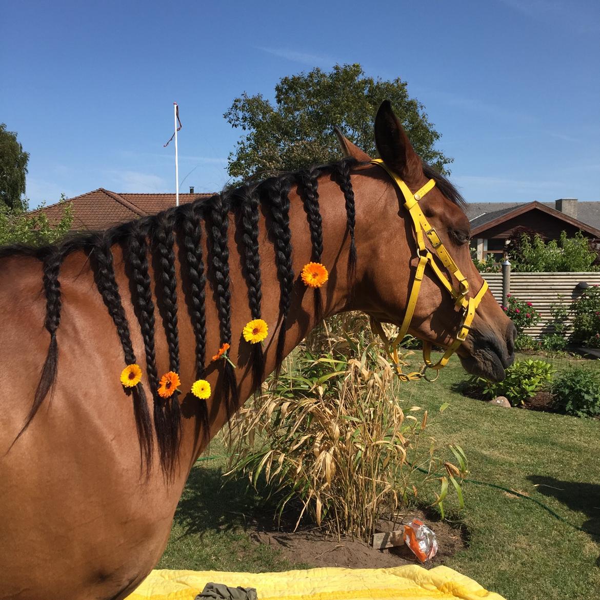 Arabisk fuldblod (OX) cherelda billede 21