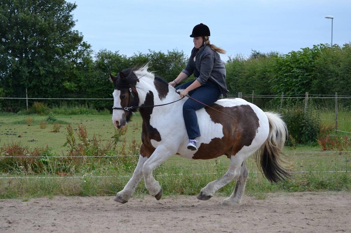 Tinker Mister Charlie - En skøn galop (Foto: Michelle Patricia Petersen) billede 23