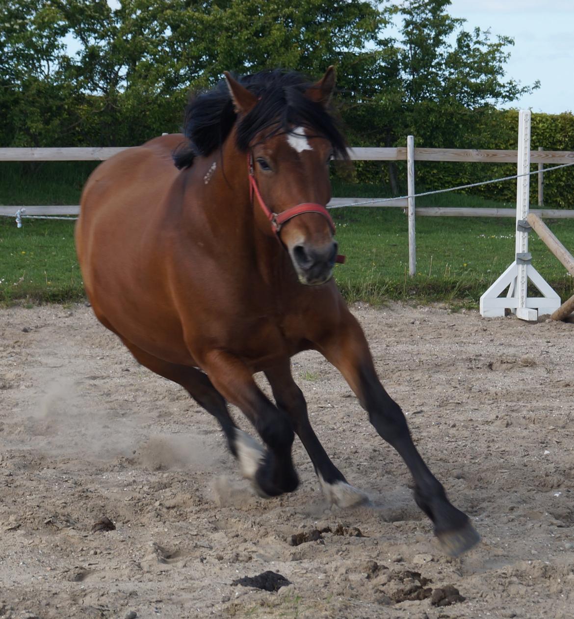 Koldblodstraver Månsessan (Månse) billede 3