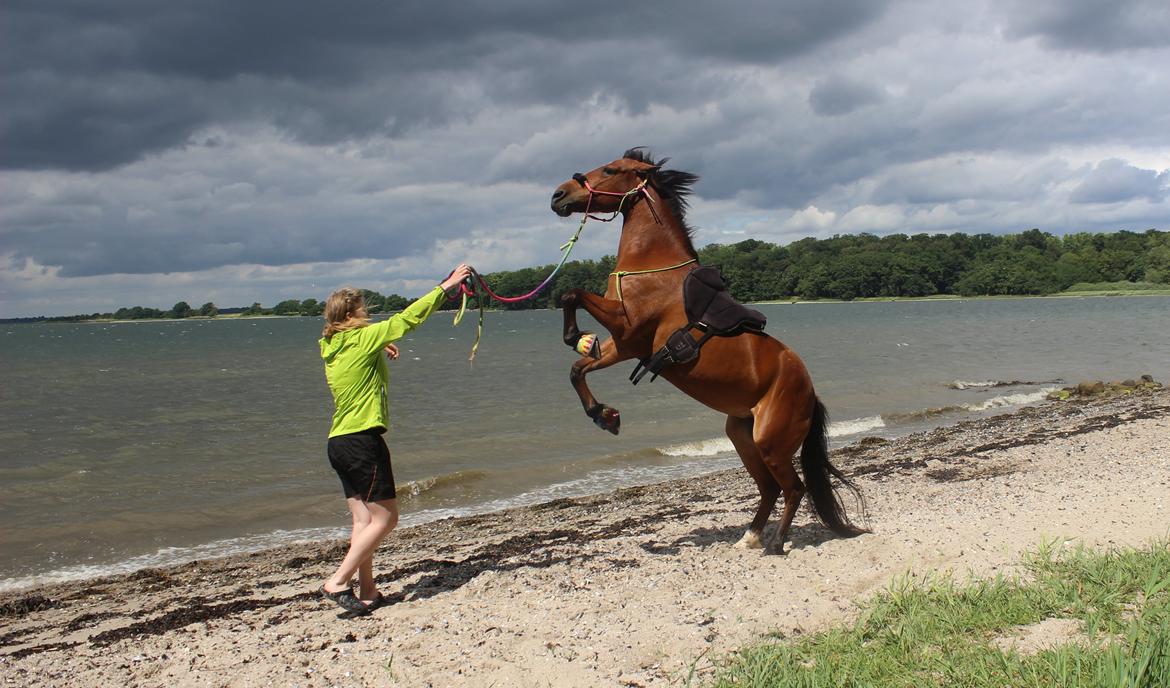 Anden særlig race Kit Kat (Stjerneponyen<3) billede 8