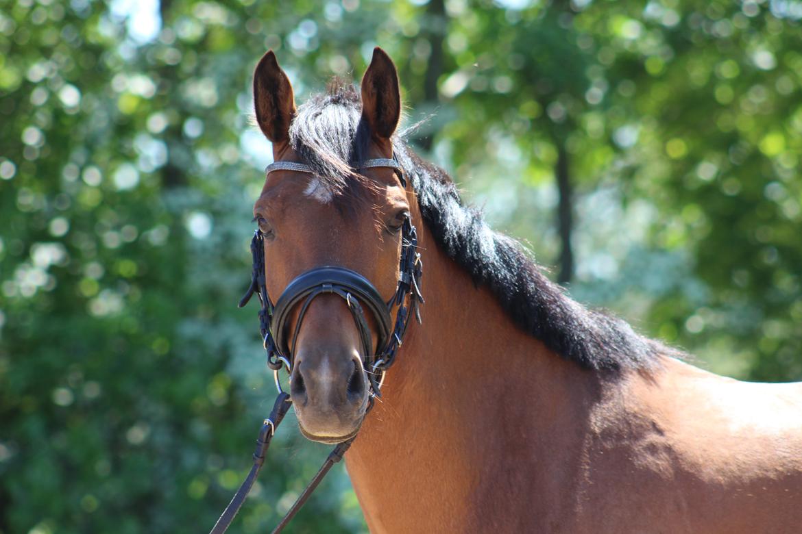 DSP Remontes Casanova billede 1