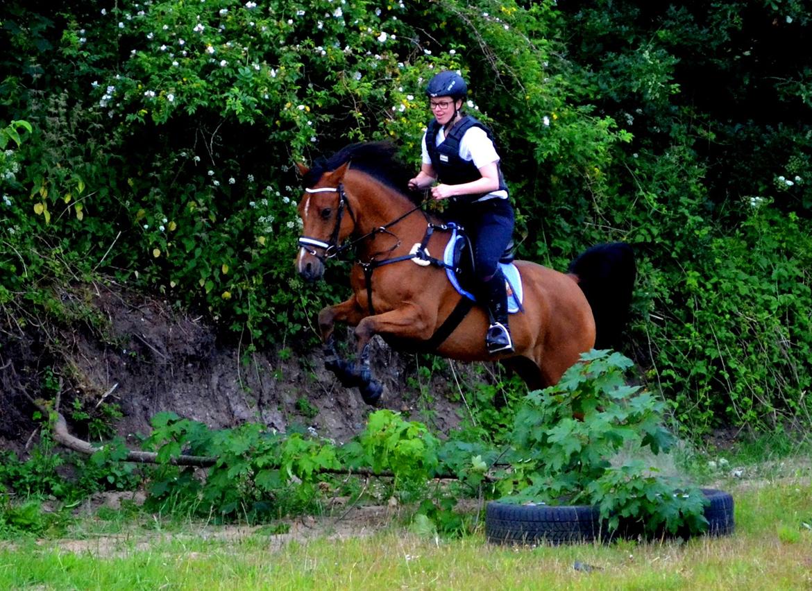 Arabisk fuldblod (OX) cherelda billede 22