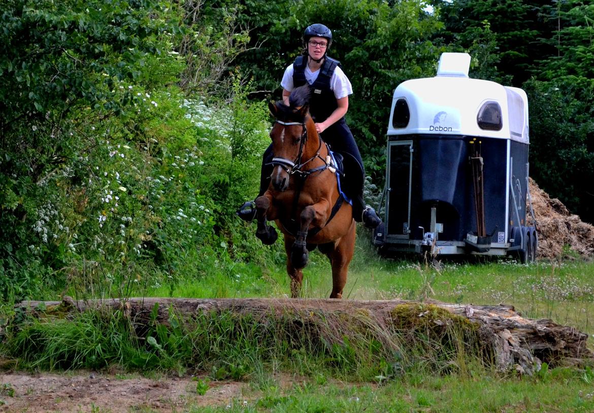 Arabisk fuldblod (OX) cherelda billede 23