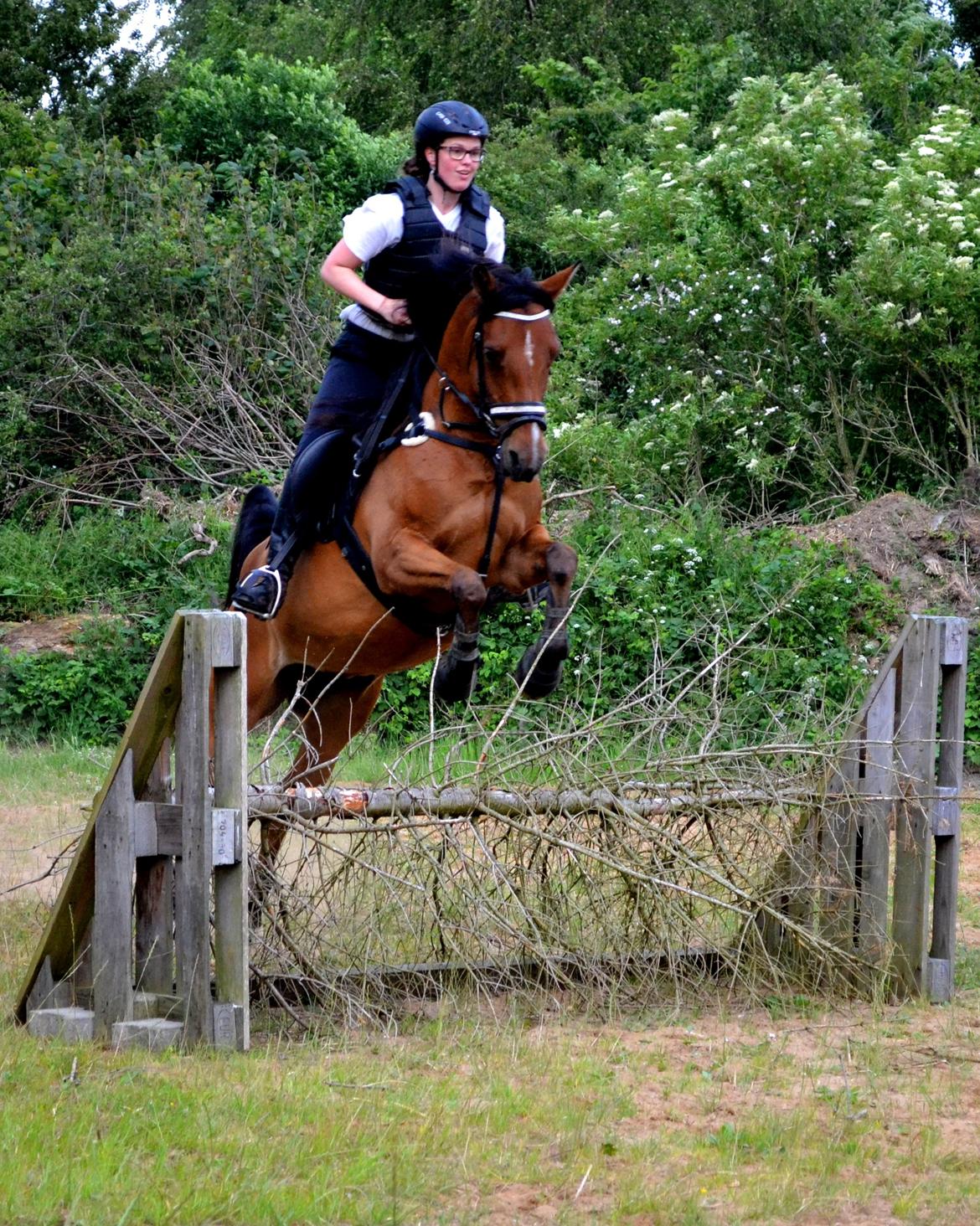 Arabisk fuldblod (OX) cherelda billede 24