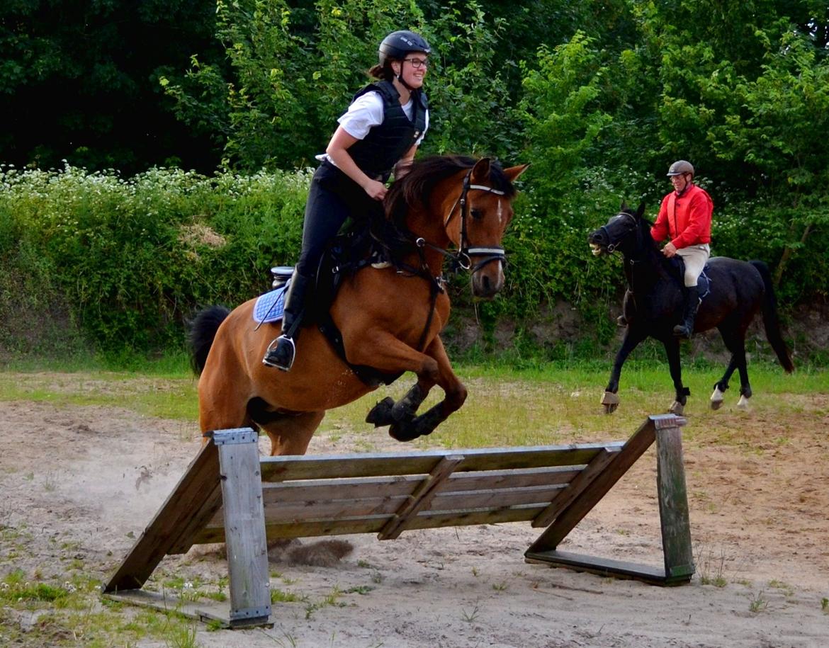 Arabisk fuldblod (OX) cherelda billede 25