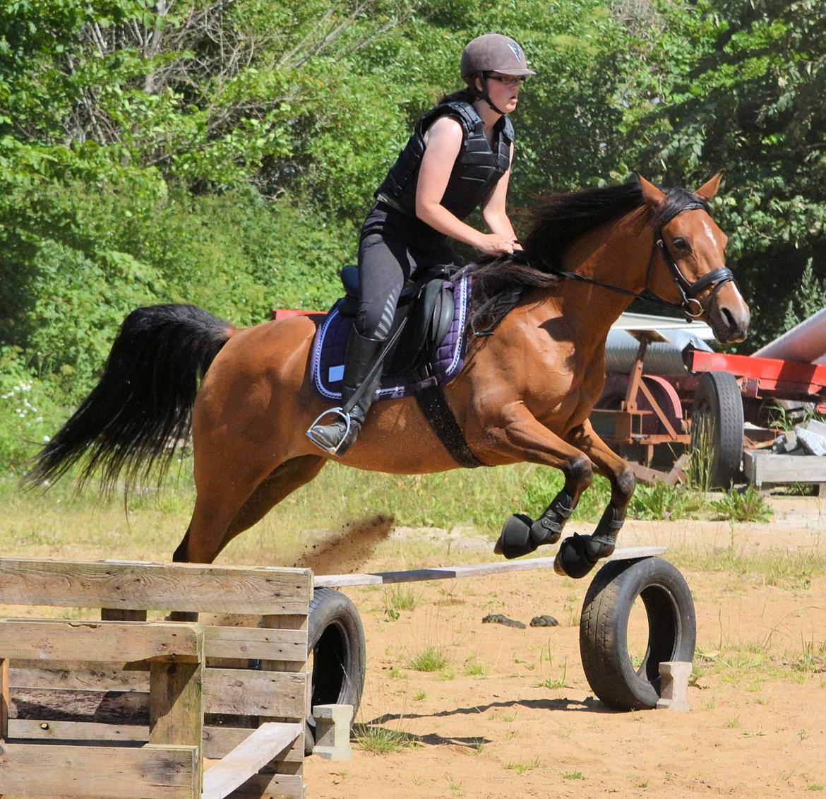 Arabisk fuldblod (OX) cherelda billede 26