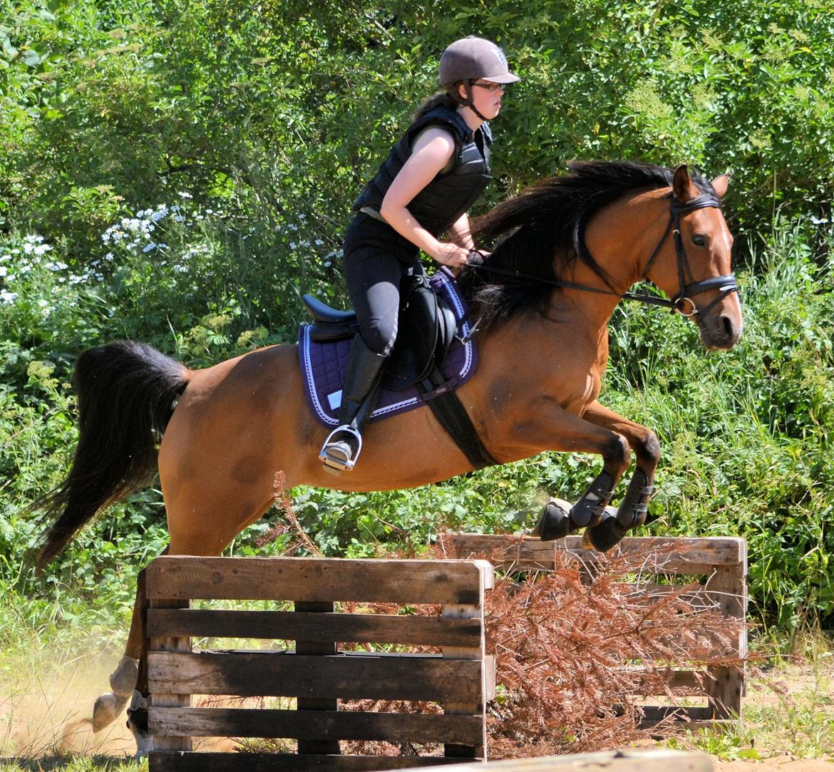 Arabisk fuldblod (OX) cherelda billede 27