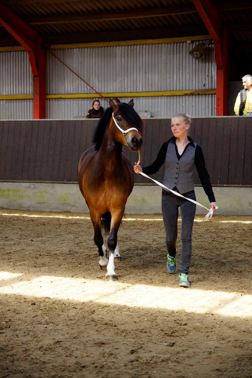 Welsh Pony af Cob-type (sec C) Gribsvads Mary billede 13