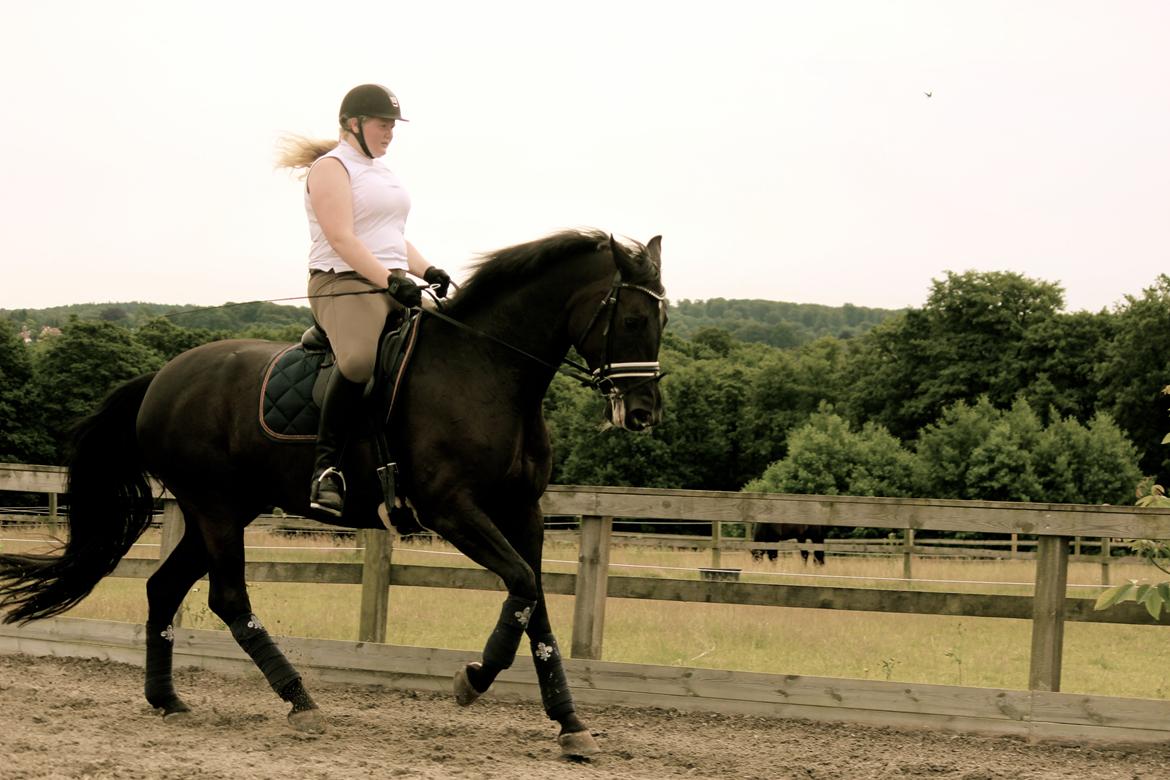 Tysk Oldenburger Love Affair Nexen "Hottie" billede 5