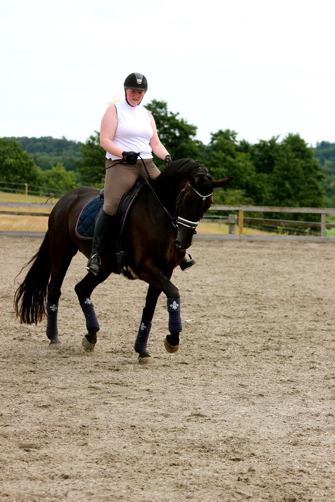 Tysk Oldenburger Love Affair Nexen "Hottie" billede 2