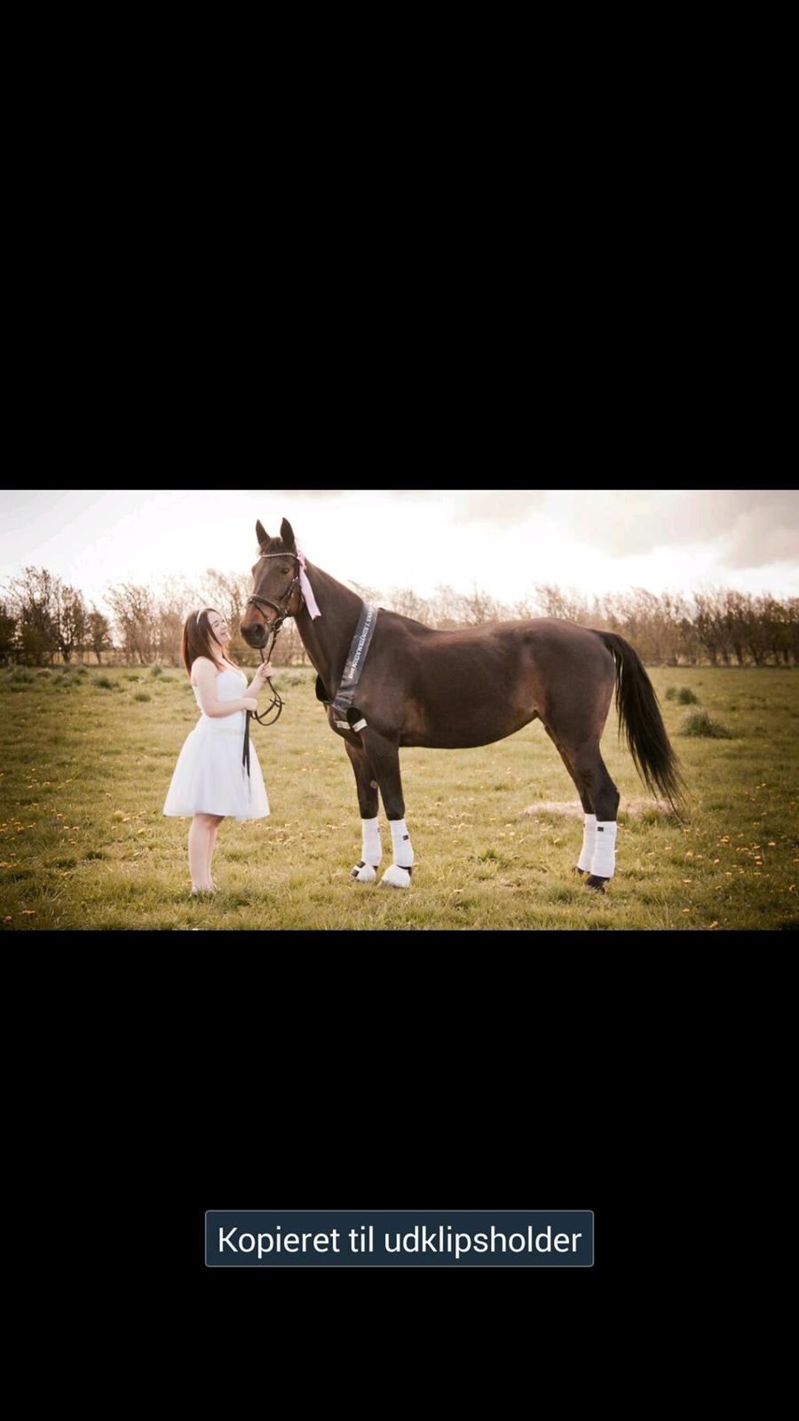 Traver Hability billede 13