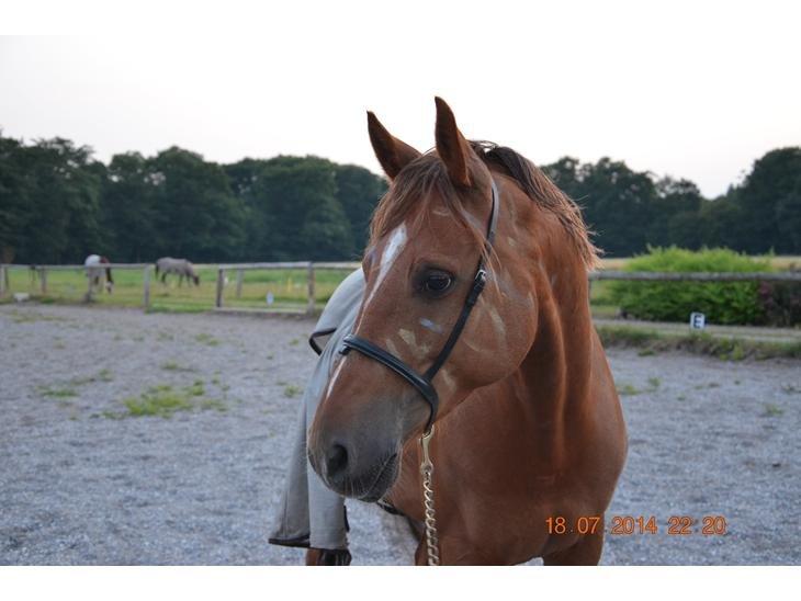 DSP Apollon - Min lille indianer hest billede 5