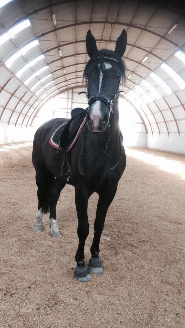 Oldenborg Gaya Hedegaard - sommer 2015 billede 12