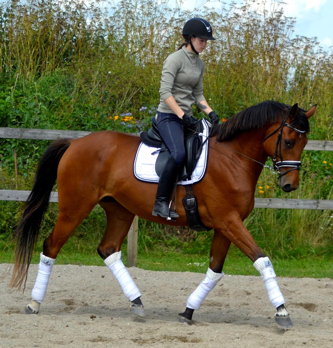 Dansk Varmblod Fiona By West billede 20