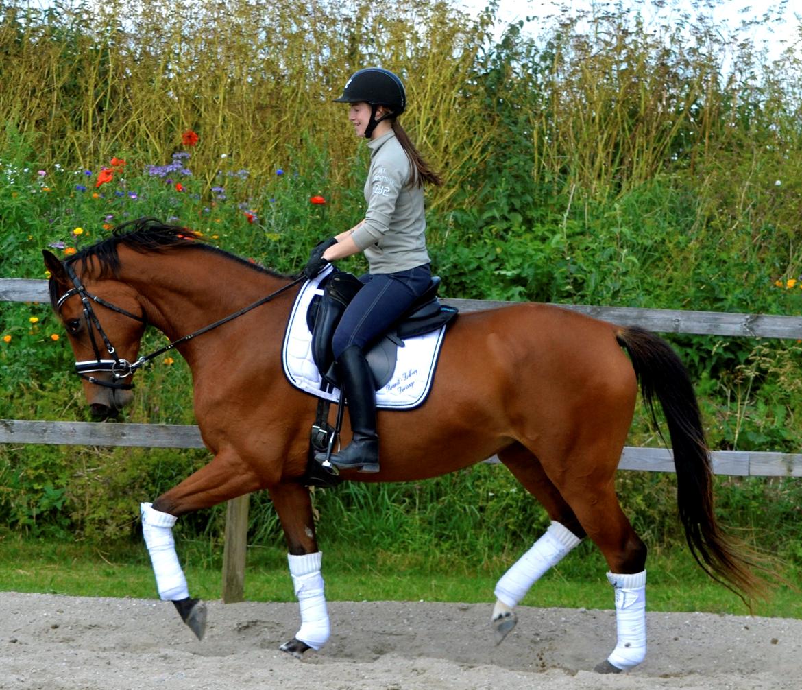 Dansk Varmblod Fiona By West billede 19