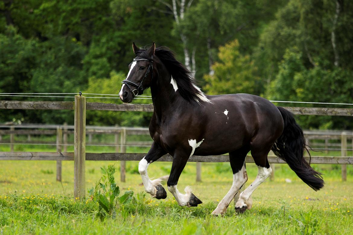 Barockpinto Tonga Tonga billede 4