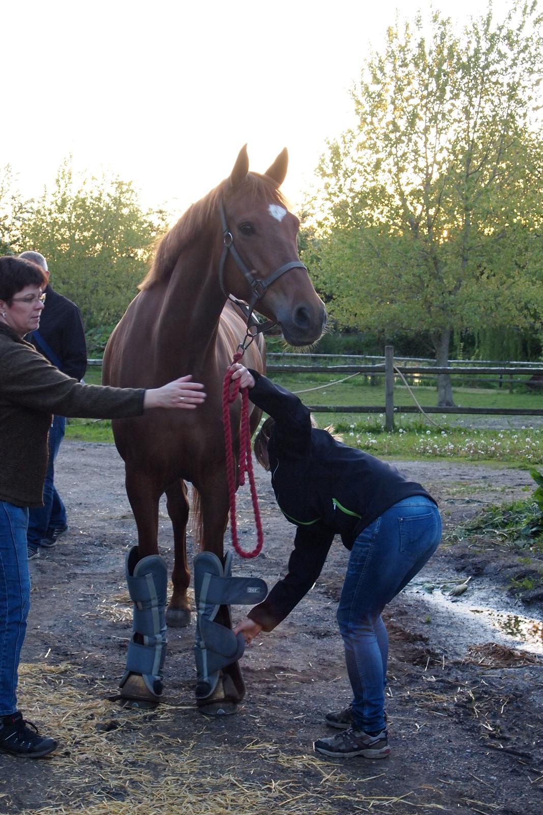 Dansk Varmblod Knunie's Zabella - Da hun ankom fra Herning :) billede 1