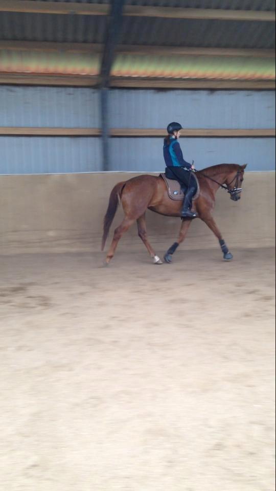 Dansk Varmblod Knunie's Zabella billede 2