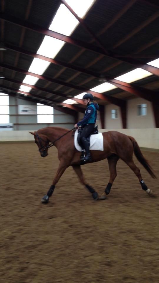 Dansk Varmblod Knunie's Zabella billede 3