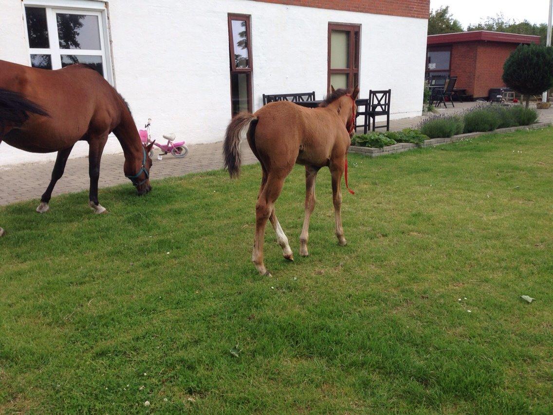 Arabisk fuldblod (OX) Siam Zetje kappa pox billede 9