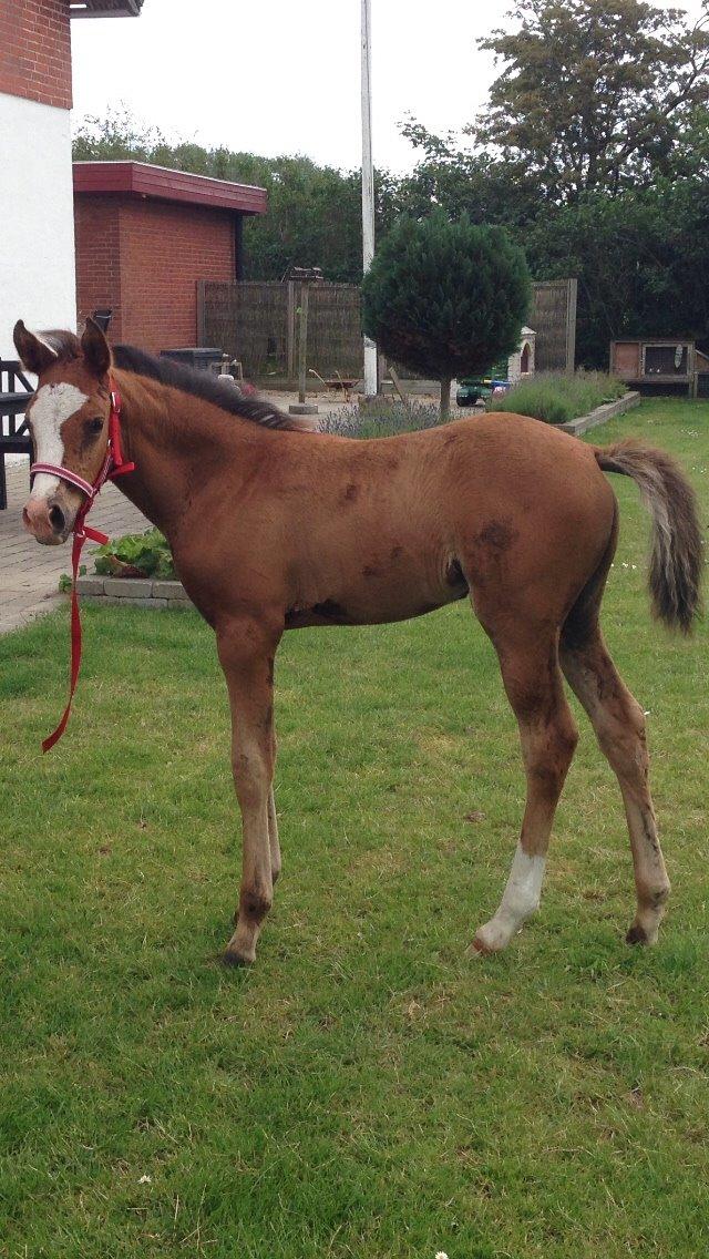 Arabisk fuldblod (OX) Siam Zetje kappa pox billede 12